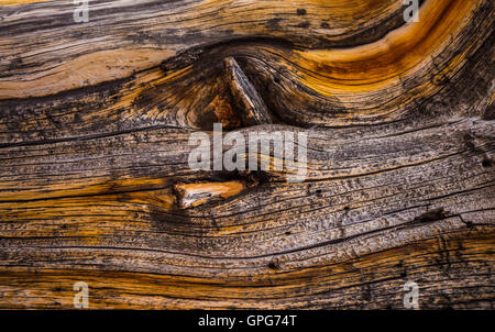 Bristlecone Pine Wood rings close-up motif plus vieux arbres sur terre Banque D'Images