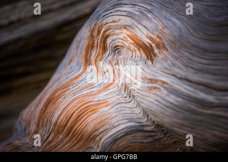 Bristlecone Pine Wood rings close-up motif plus vieux arbres sur terre Banque D'Images