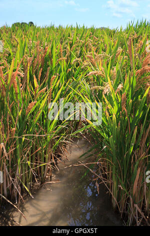 Portrait de la culture du riz semi-aquatiques dans une rizière montrant têtes de graine Banque D'Images