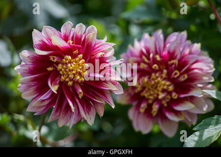 Deux dahlias rouge avec pétales blancs trucs Banque D'Images