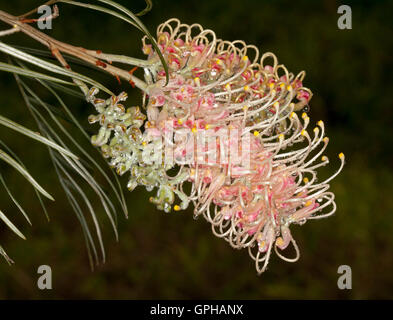 Fleur rose pâle spectaculaires de Grevillea avec gouttes de pluie sur les étamines, scintillants de plantes indigènes australiens sur fond sombre Banque D'Images