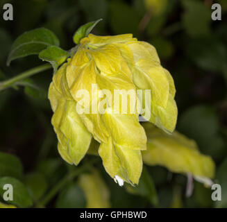 Bractées jaune vif / fleurs de Justicia brandegeeana lutisane / Beloperone guttata, usine de transformation de la crevette sur fond de feuilles vert foncé Banque D'Images