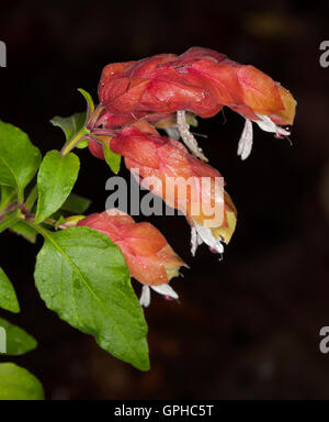 Bractées orange/rouge vif, blanc fleurs et feuilles vertes de Justicia brandegeeana / Beloperone guttata, usine de crevettes sur fond noir Banque D'Images