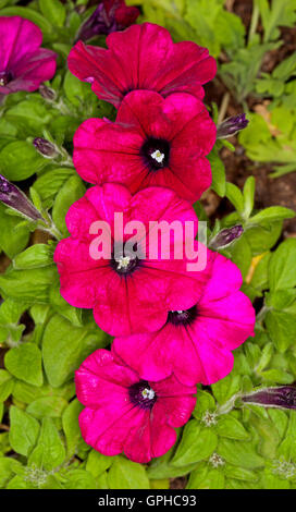 Grappe de rouge vif / magenta fleurs de pétunias, de superbes fleurs de printemps fleurs annuelles sur fond de feuillage vert Banque D'Images