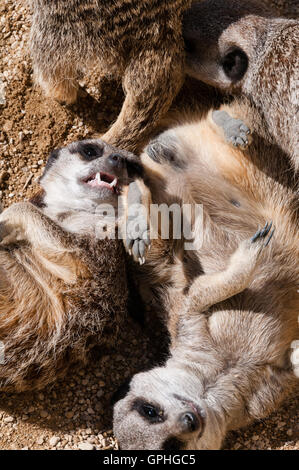 Groupe de jeunes suricates jouant dans les Cotswold Wildlife Park, Oxfordshire, Royaume-Uni Banque D'Images