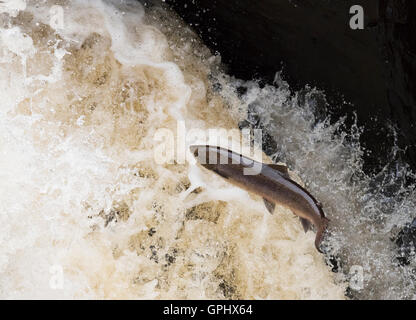 Un saumon atlantique (Salmo salar) pouvoirs c'est manière jusqu'Rogie tombe en Ecosse Banque D'Images