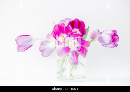 Rose vibrante tulipes dans un vase en verre, sur un fond blanc Banque D'Images