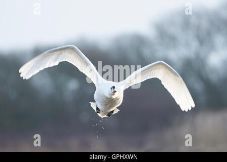 Un adulte mute swan (Cygnus olor) en vol contre winter scene, Dungeness RSPB, Kent, UK Banque D'Images