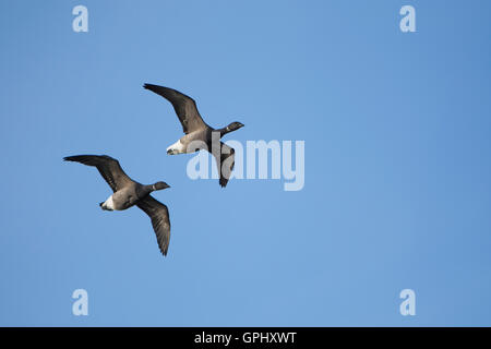 Une paire d'oies Bernache cravant à ventre sombre (Branta bernicla) en vol contre ciel bleu clair, Pett, East Sussex, UK Banque D'Images