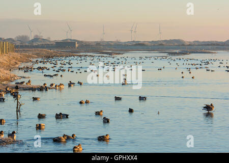 Un grand nombre d'oiseaux sur l'eau libre au cours de l'hiver, la réserve naturelle de Rye, East Sussex, UK Banque D'Images