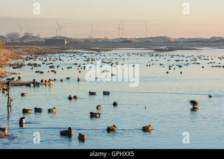 Un grand nombre d'oiseaux sur l'eau libre au cours de l'hiver, la réserve naturelle de Rye, East Sussex, UK Banque D'Images