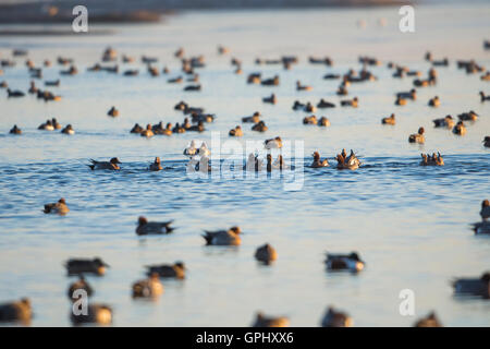 Un grand nombre d'oiseaux sur l'eau libre au cours de l'hiver, la réserve naturelle de Rye, East Sussex, UK Banque D'Images