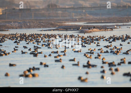 Un grand nombre d'oiseaux sur l'eau libre au cours de l'hiver, la réserve naturelle de Rye, East Sussex, UK Banque D'Images