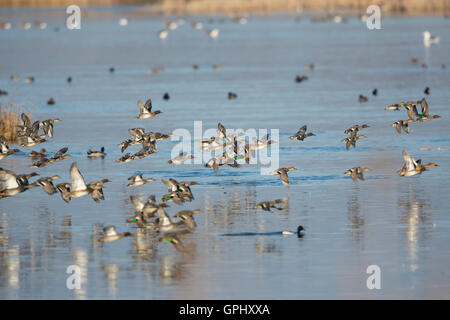 Un grand nombre d'oiseaux sur l'eau libre au cours de l'hiver, la réserve naturelle de Rye, East Sussex, UK Banque D'Images