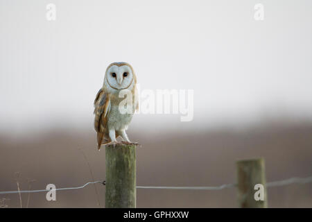 Un sauvage Effraie des clochers (Tyto alba) classic shot perché sur un piquet avec le contact avec les yeux, la réserve naturelle de Rye, East Sussex, UK Banque D'Images