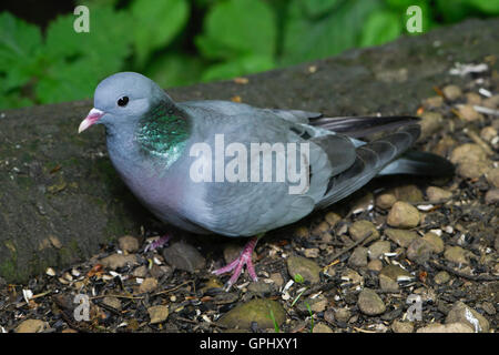 Un pigeon colombin (Columba oenas) se nourrissant sur le sol sous les mangeoires d'invisibles, Cragside, Northumberland, Angleterre Banque D'Images