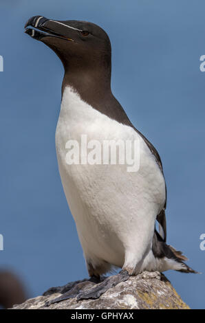 Petit pingouin debout sur un rocher, Shiant Isles, Western Isles, Ecosse, Royaume-Uni Banque D'Images