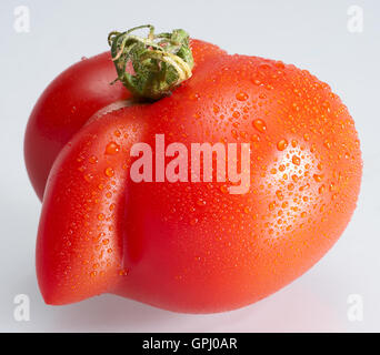 Rouge tomate de forme étrange humide en gris clair retour Banque D'Images