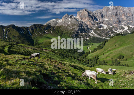 Vaches alpines paissant dans la prairie à Duron dans la vallée Dolomites, Italie Banque D'Images