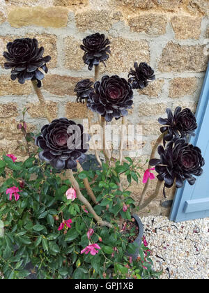 Plantes Succulentes dans un jardin en Normandie Banque D'Images