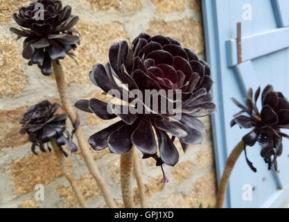 Plantes Succulentes dans un jardin en Normandie Banque D'Images