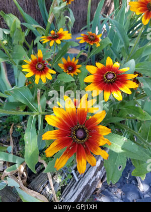 Plantes Succulentes dans un jardin en Normandie Banque D'Images