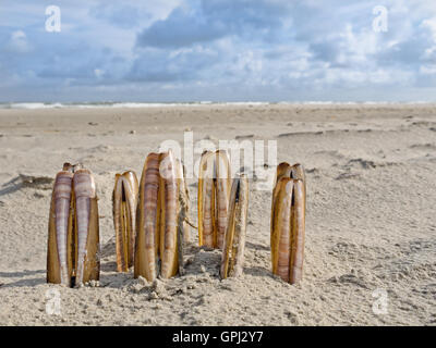 Composition de mactres on beach Banque D'Images