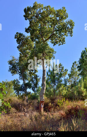 Chêne-liège (Quercus suber) poussent à l'état sauvage en Algarve, Portugal. Nouvelle récolte de l'arbre de l'écorce de liège Banque D'Images