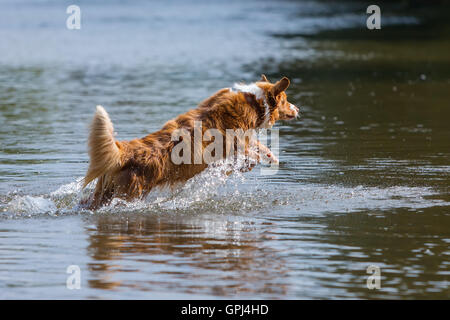 Chien Berger Australien de saut dans l'eau Banque D'Images