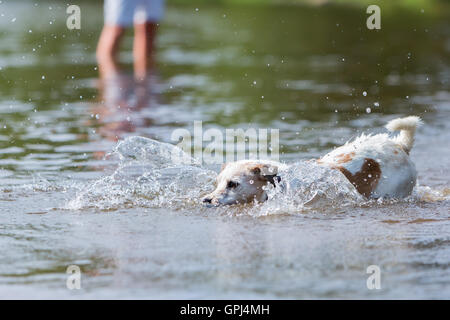 Parson Russell Terrier nage dans une rivière Banque D'Images