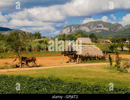 World Heritage Vallée de Vinales à Cuba Banque D'Images