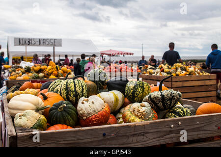 Citrouilles coloré sur un marché dans des boîtes, de nombreuses personnes dans l'arrière-plan, plan large Banque D'Images