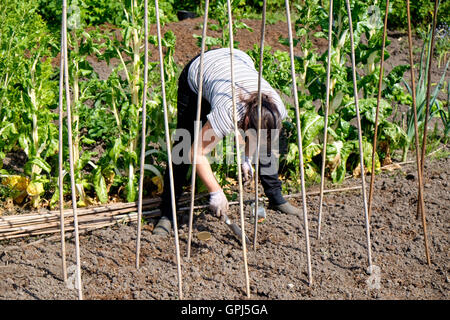 Femme française de plantation les haricots grimpants in allotment Banque D'Images