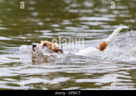 Parson Russell Terrier nage dans une rivière Banque D'Images