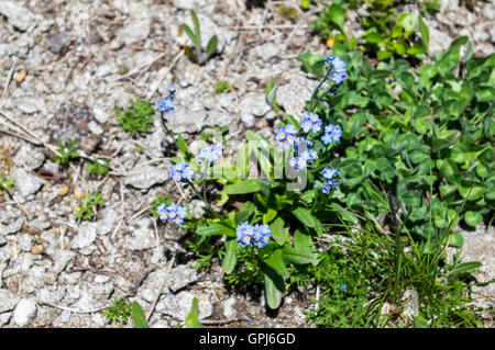 Forget-me-not (Myosotis) fleurs en Suisse, à une altitude de 2000m dans les Alpes. Banque D'Images