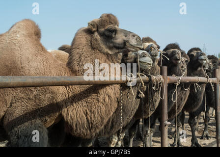 ICamels pour la vente ou le commerce sur le marché de l'élevage, Kashgar, Chine Banque D'Images