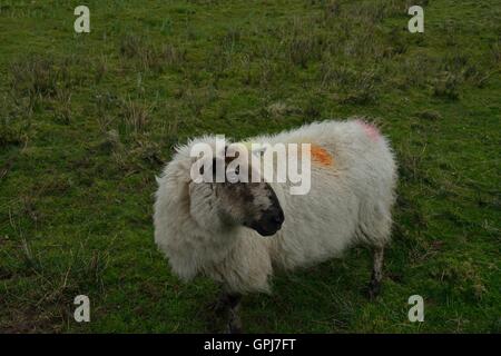 Le pâturage des moutons irlandais sur l'île d'Inishboffin, comme la plupart des ruminants, les moutons sont membres de l'ordre des artiodactyles, ongulés artiodactyles (à la. Banque D'Images