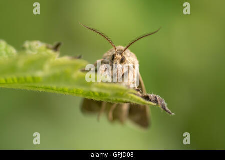 Papillon sur bois leaf Banque D'Images