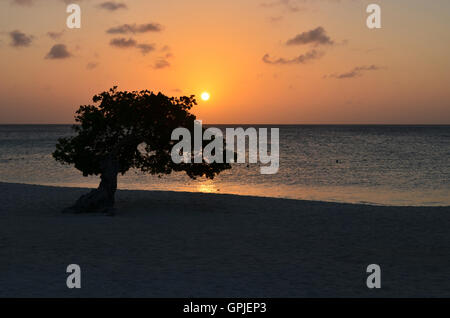 Silhouette d'arbre divi sur Eagle Beach à Aruba, à un coucher de soleil. Banque D'Images