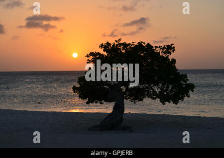 Coucher du soleil avec une silhouette d'arbre Divi Divi Aruba. Banque D'Images