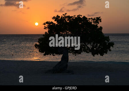 Silhouette d'arbre watapana à Aruba au coucher du soleil. Banque D'Images