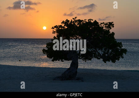 Joli coucher de soleil sur la plage d'Eagle à Aruba avec une silhouette d'arbre Divi Divi. Banque D'Images