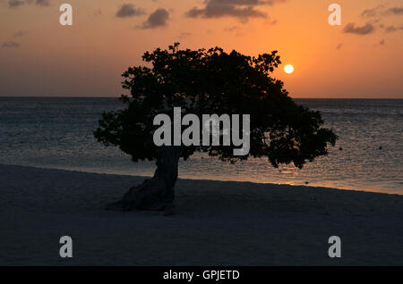 Coucher du soleil orange silhouetting divi divi un arbre sur la plage d'Eagle à Aruba. Banque D'Images