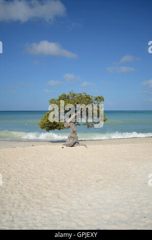 Plage d'Eagle à Aruba avec une divi divi tree. Banque D'Images