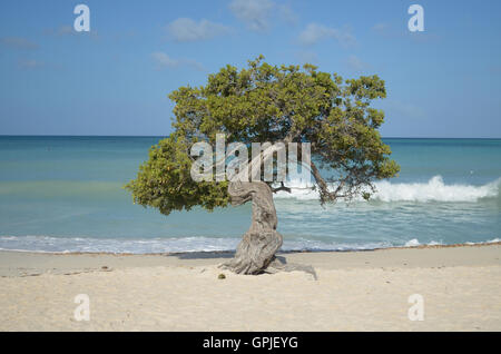 Arbre généalogique Watapana faussées à la forte alizés à Aruba. Banque D'Images