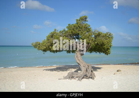 Divi-divi arbre sur la plage d'Eagle à Aruba. Banque D'Images