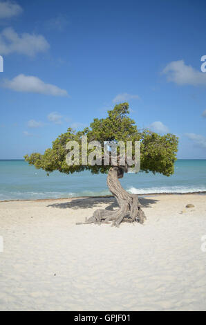 Divi Divi vent arbre sur plage de sable blanc d'Aruba. Banque D'Images