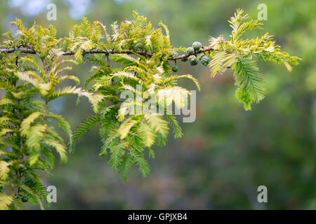 L'arbre (Metasequoia glyptostroboides). Les feuilles jaunes des espèces en conifère originaire de Chine, alias l'aube bois rouge Banque D'Images