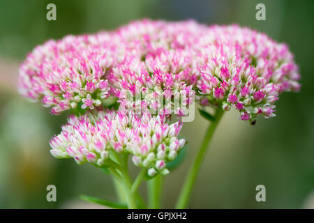 Sedum spectabile 'Iceberg' inflorescence rose et blanc des aka Hylotelephium spectabile, usine à glace, showy stonecrop Banque D'Images