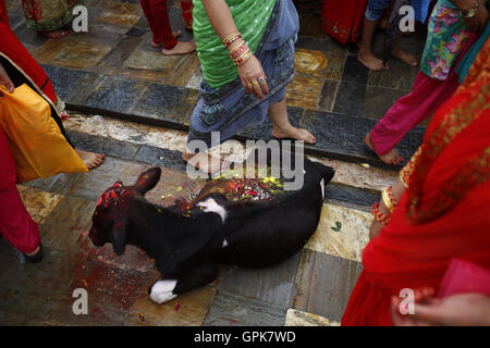 Katmandou, Népal. 16Th Jun 2016. Les dévots népalais passent par une vache sacrée de culte au cours de l'intérieur de Temple Pashupathinath festival Teej prémisse à Katmandou, Népal le dimanche, 4 septembre 16. Les femmes mariées et célibataires venus célébrer leur culte à rapide en offrant le Seigneur Shiva pour le bonheur et le bien-être de leur mari en priant, en chantant et dansant. © Skanda Gautam/ZUMA/Alamy Fil Live News Banque D'Images